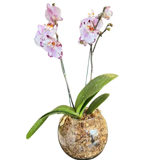 Orquidea blanca VI